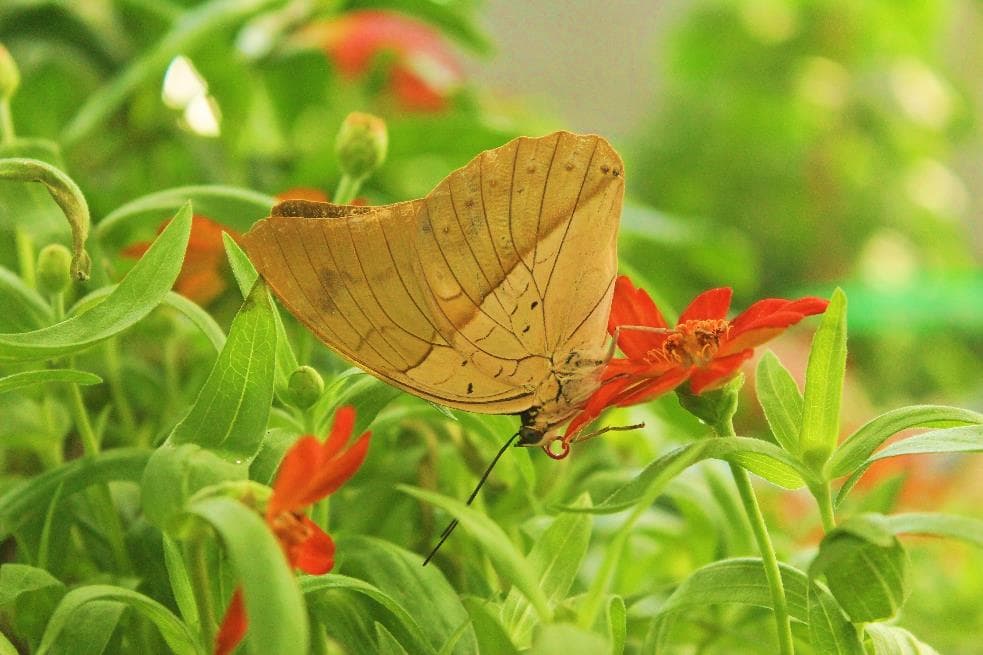 Butterflies in the dome