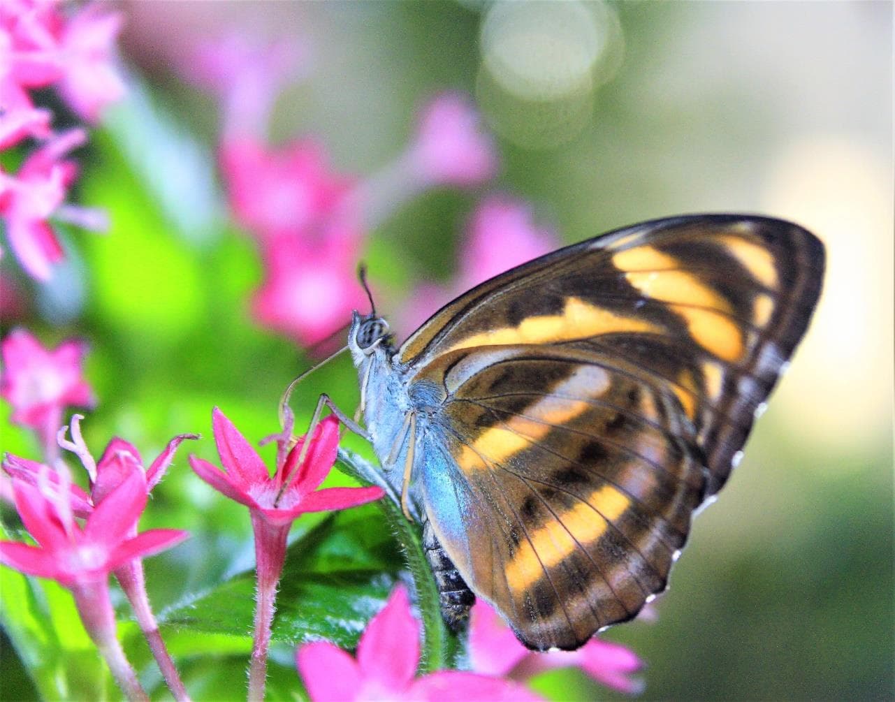 Butterfly garden interior