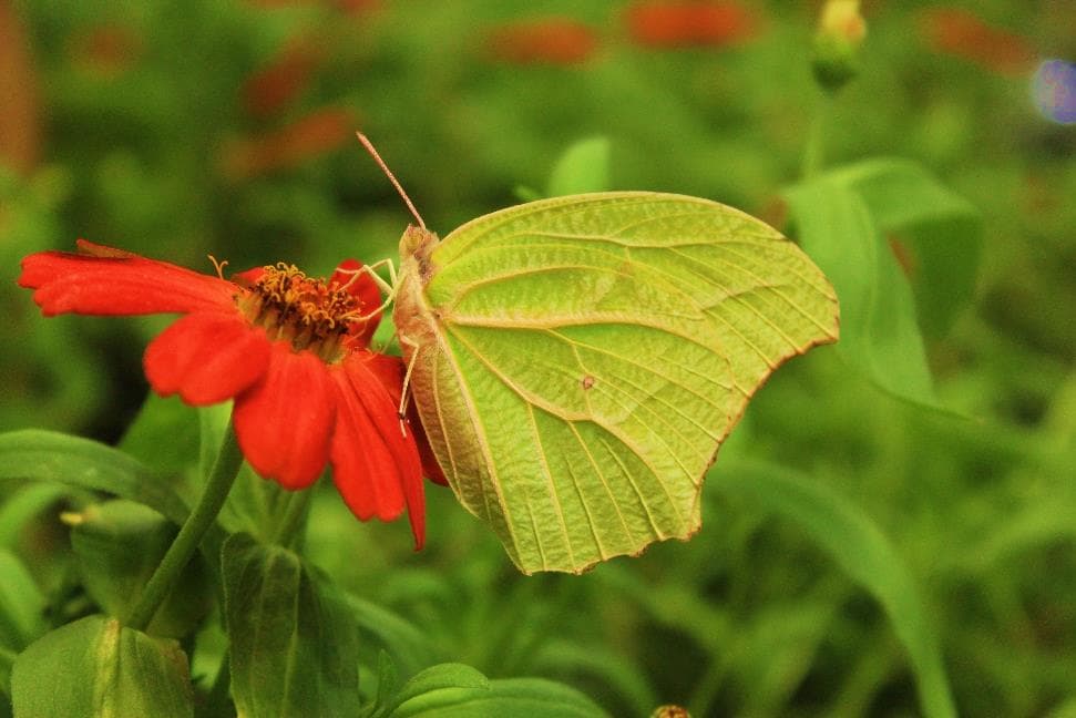 Butterfly species