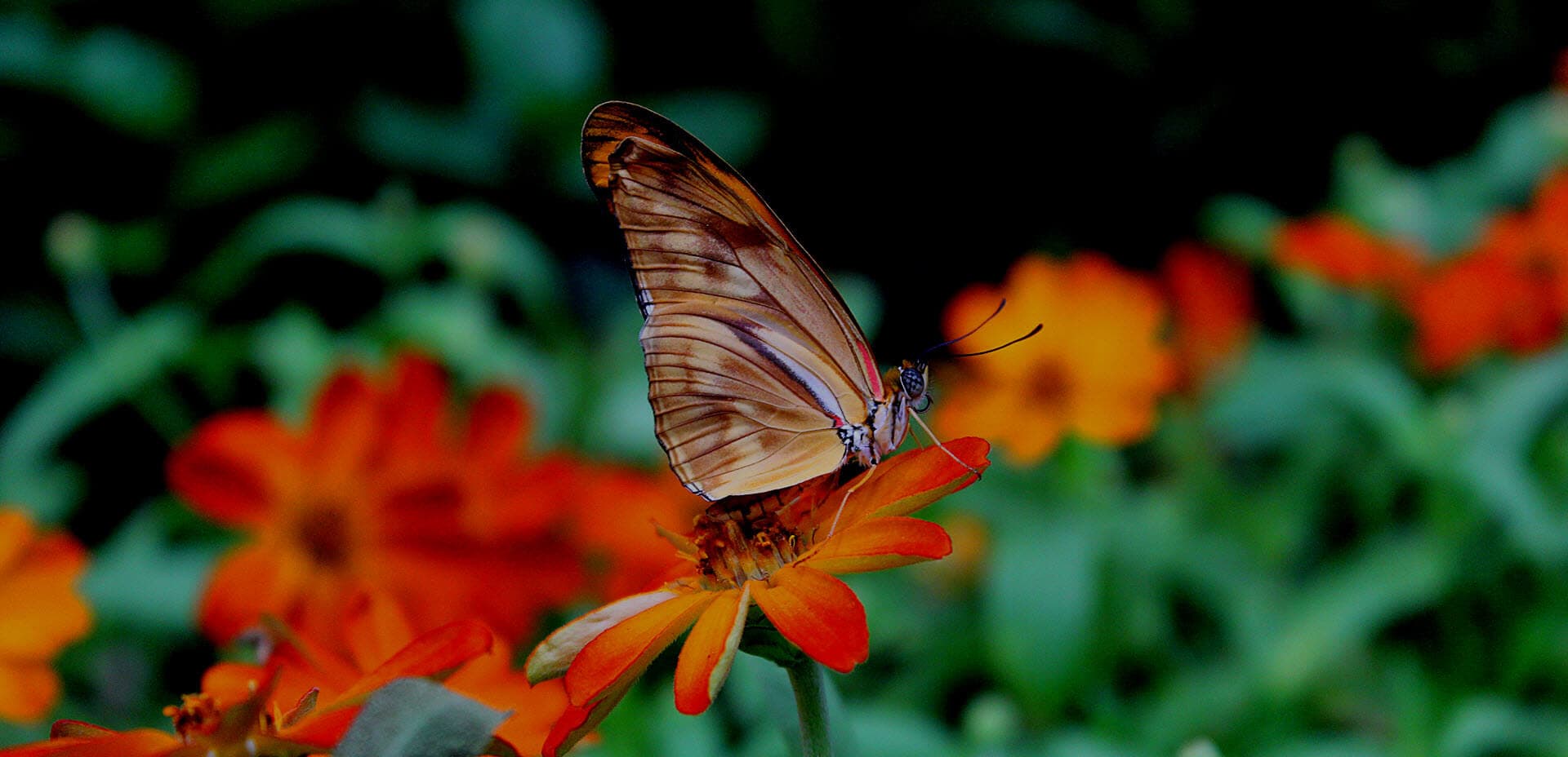 Butterfly wing close-up
