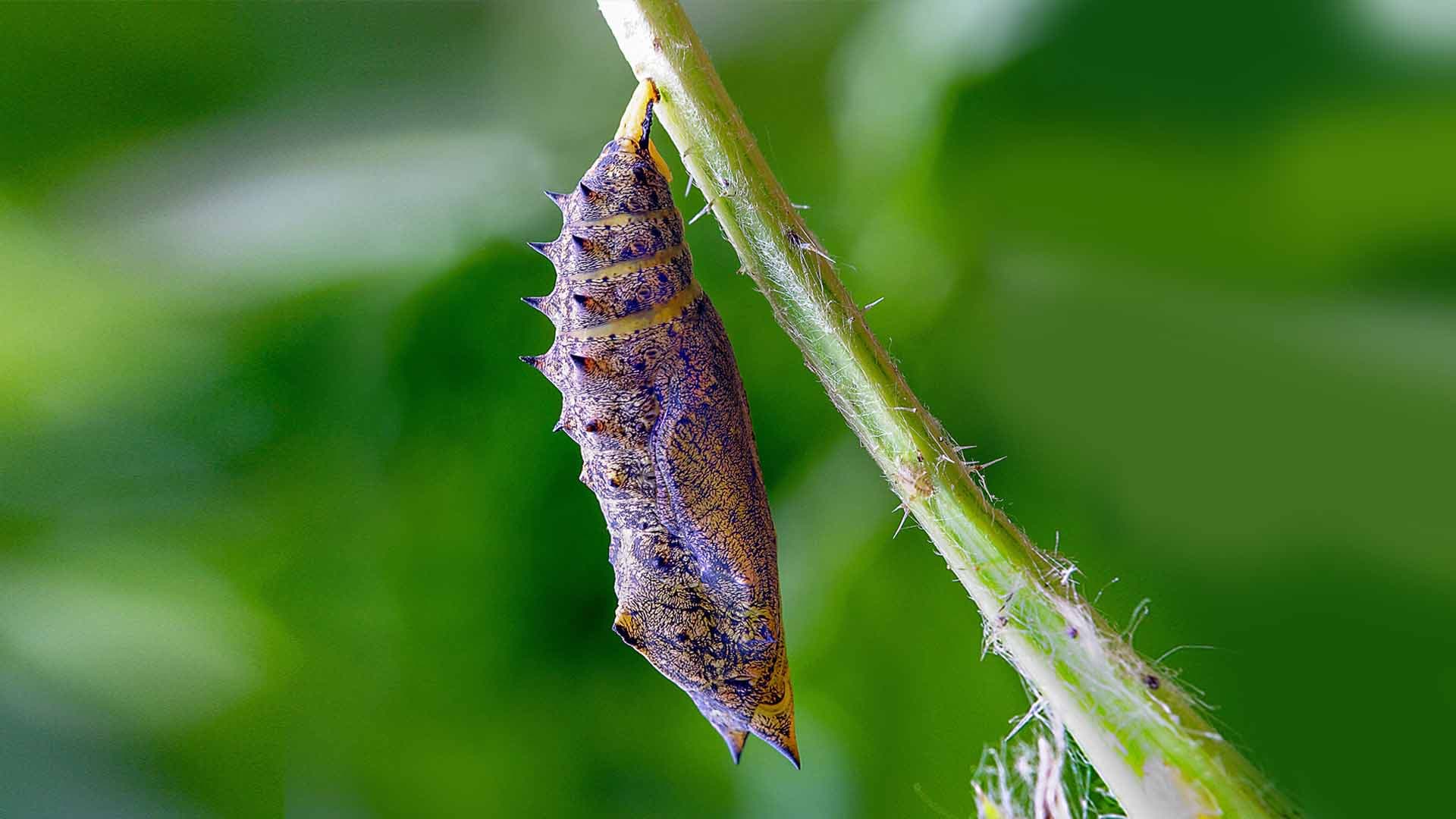 Egg