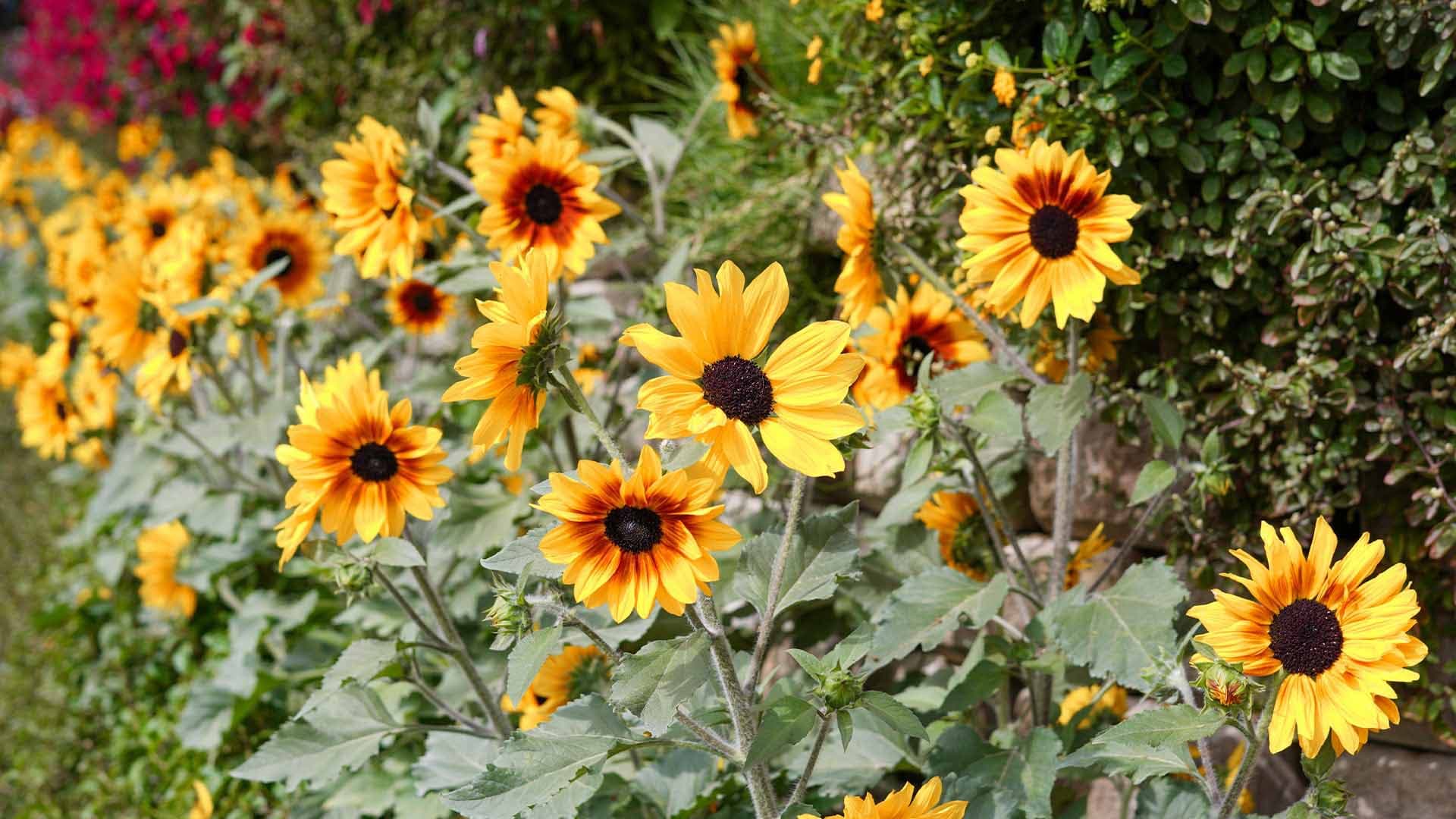 Sunflower Field — photo 2