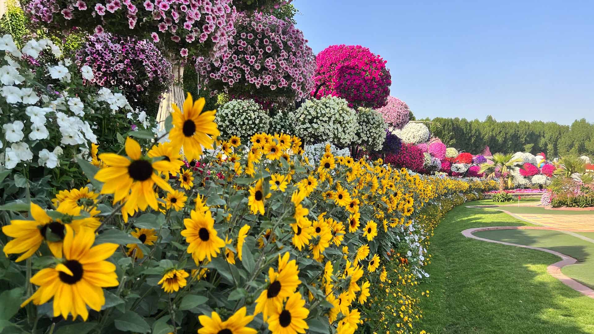 Sunflower Field